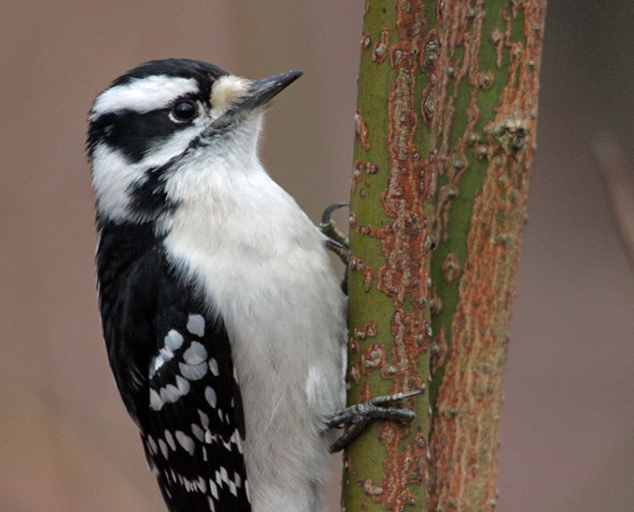 Woodpeckers of Ohio | Lake Metroparks